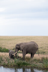 Young and Old Elephants
