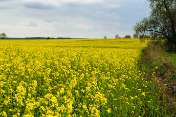 Obraz premium Field of rapeseed in Belarus