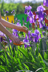 Cutting flowers with scissors in the garden - obrazy, fototapety, plakaty