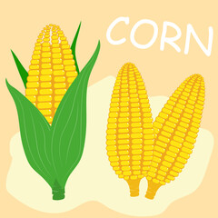corn cob flat vector