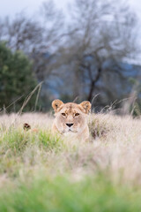 Female Lion Low in the grass