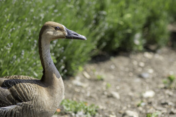 Swan goose. Rare wild goose in profile with copy space. Nature image.