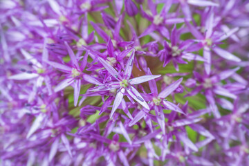 Purple allium bulbs flower background close up