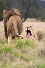 Fototapeta na wymiar Female Lion with Mouth Wide Open