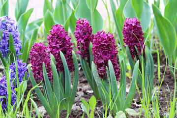 Group of purple hyacinths of Hyacinthus flowers grows on flower bed in Gatchina park.