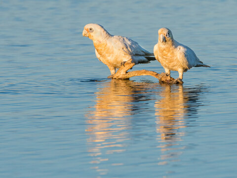 Little Corellas