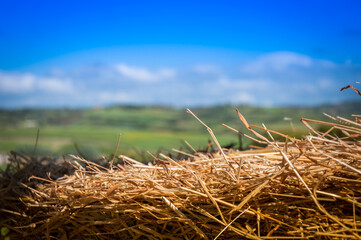 Fototapeta na wymiar Dry nest for straw birds