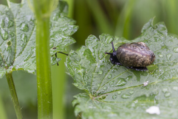 A small snail on a nettle leaf.