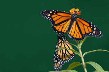 Two monarch butterflies are perched on a flower in the garden - obrazy, fototapety, plakaty