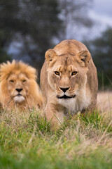 Lioness ahead of male