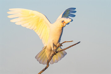 Little Corella