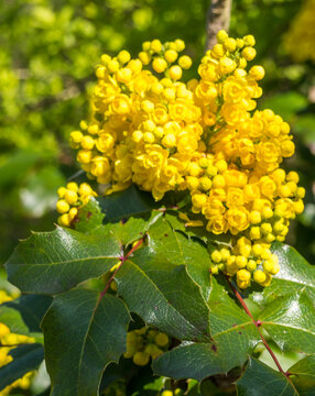 Gew&ouml;hnliche Mahonie Bl&uuml;te Fr&uuml;hling