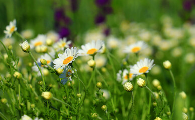 daisies,wildflowers