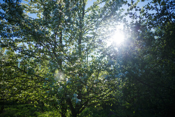 Rays of the sun in the forest on a warm sunny day