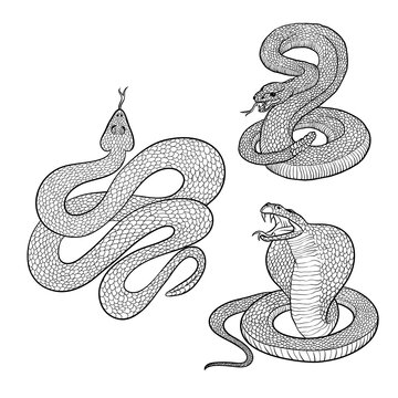 black and white snakes coiled, striking poses clip art preview