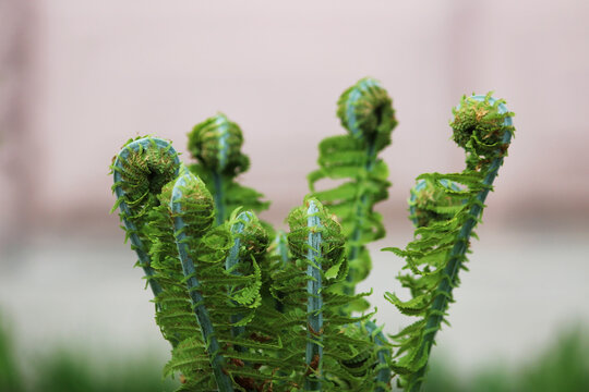 Nephrolepis exaltata The Sword Fern - a species of fern in the family Lomariopsidaceae.