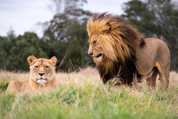 Male Lion looking at female.