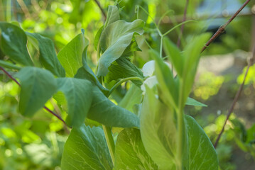 young green peas plant close-up