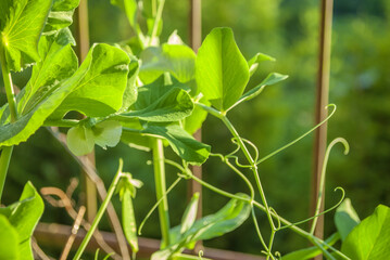 young green peas plant in the sun at sunset close-up