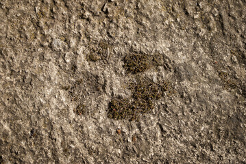 old footprint of a dog in concrete with moss in it