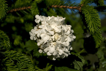 White lilac flower closeup