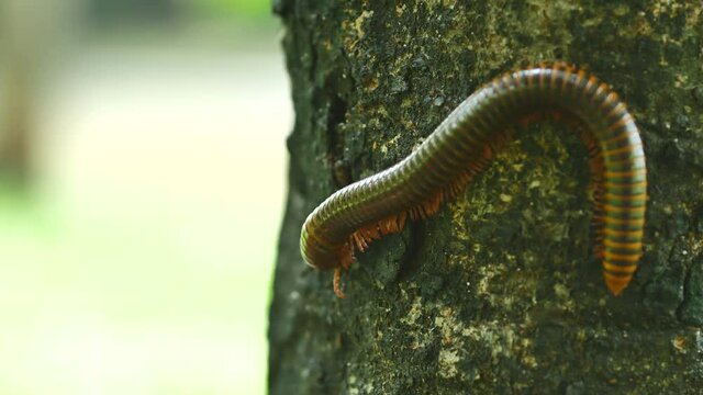 Millipede on the tree