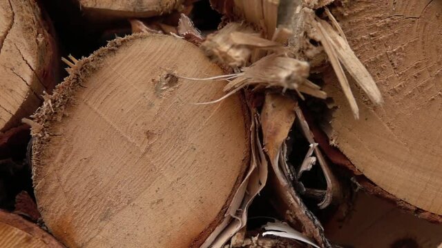 CLOSE UP, DOF: Detail of large stack of firewood piled flawlessly in huge woodpile. Perfectly stacked freshly cut birch hardwood. Big felled, chopped and sawed tree trunks stored in huge timber yard