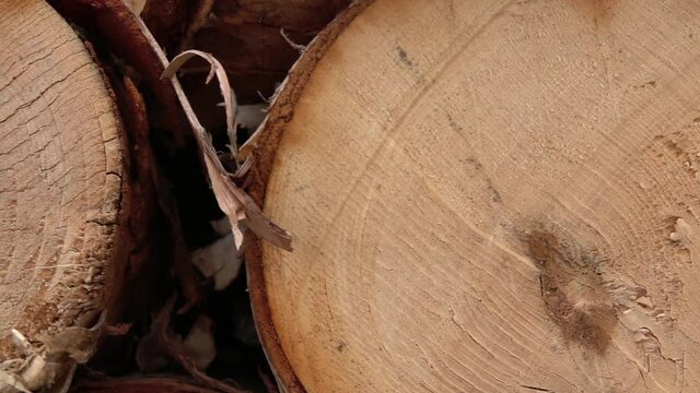 MACRO, CLOSE UP: Cross section of freshly cut birch tree trunk stacked in woodpile. Beautiful wood pattern, inner and outer layers, annual growth rings, cracks in heartwood and stunning white bark
