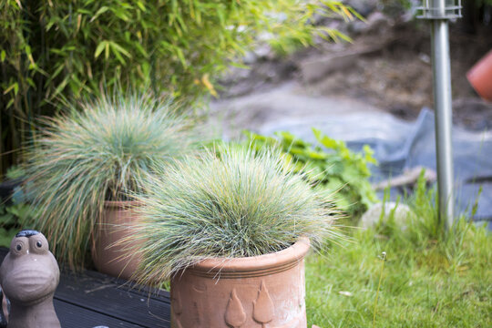Garten Pflanzen