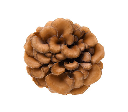 maitake mushrooms on white background