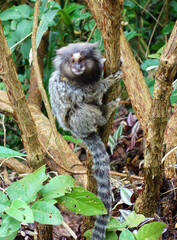 Wild marmoset in Rio de Janeiro, Brazil