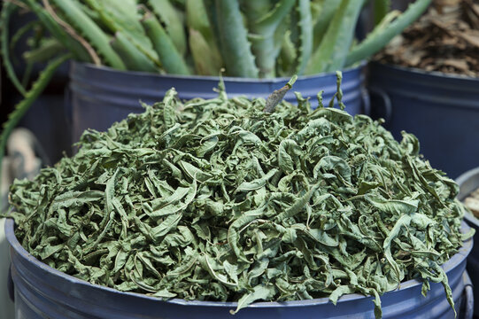 Dried  Stevia rebaudiana, in a pile at the local herbal market, at Medina, Marrakesh, Morocco