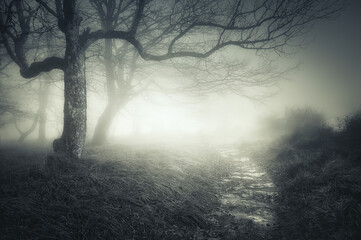 Fototapeta premium path in dark and scary forest