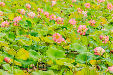 Obraz na płótnie Canvas Pink Lotus flower and Lotus flower plants