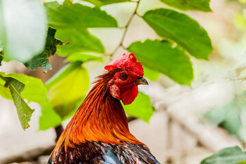 Chicken rooster head portrait closeup detail of farm poultry bird.