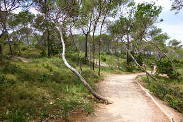 Path leading through a pine tree on the island of Mallorca, Spain