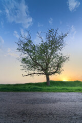 Obraz premium tree in sunset / bright sky tree against the setting sun