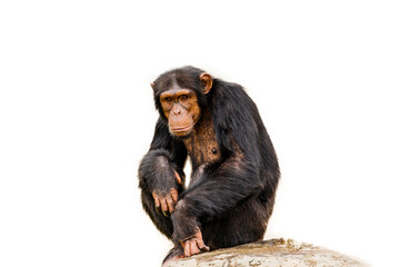 The portrait of black chimpanzee isolate on white background.
