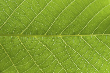 Big green leaf texture with detailed structure, veins and repeated pattern