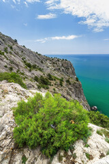 a Bush growing at high altitude / the surroundings of the Genoese fortress Crimea