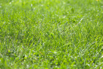 Background of green juicy grass