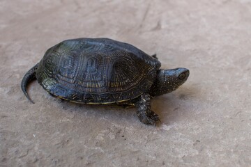 Turtle on the grey road