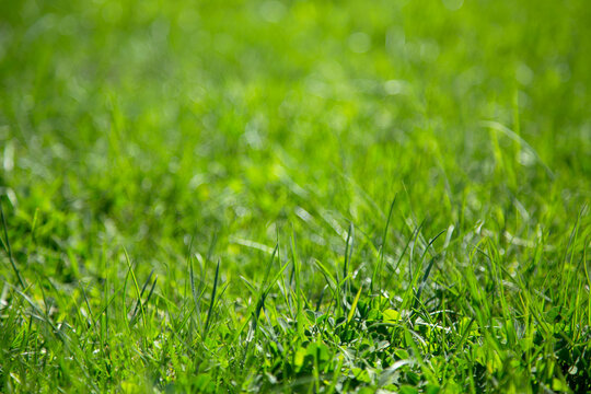 Background of green juicy grass