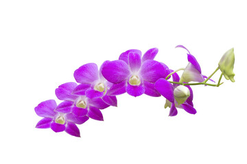 Fototapeta na wymiar Orchid flowers isolated