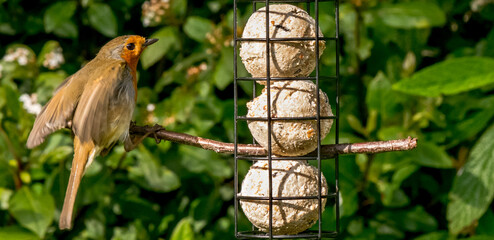 robin coming in to land on twig by bird feeder