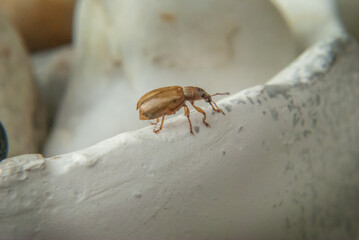 Small brown bug bettle closeup macro
