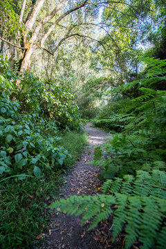 Knysna Forest Paths