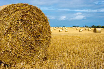 hay bales in golden field