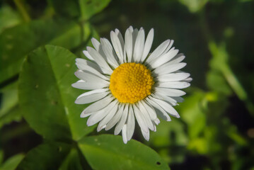 Single perfect Common Daisy - Bellis Perennis close up © 2STOCKista