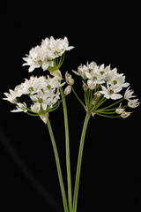 Allium neapolitanum / Ail de Naples